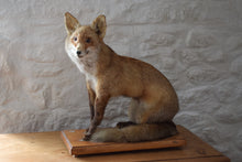 Load image into Gallery viewer, Antique Taxidermy Fox on Wooden Base