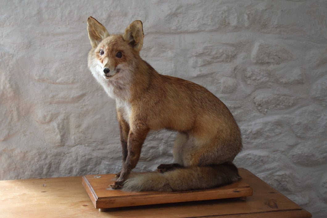 Antique Taxidermy Fox on Wooden Base