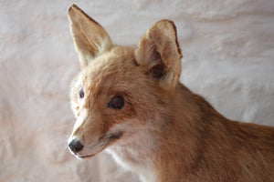 Antique Taxidermy Fox on Wooden Base