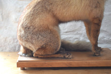 Load image into Gallery viewer, Antique Taxidermy Fox on Wooden Base