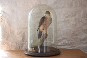 Victorian Taxidermy Sparrowhawk in Period Glass Dome