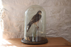 Victorian Taxidermy Sparrowhawk in Period Glass Dome