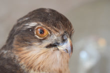 Load image into Gallery viewer, Victorian Taxidermy Sparrowhawk in Period Glass Dome