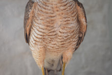 Load image into Gallery viewer, Victorian Taxidermy Sparrowhawk in Period Glass Dome
