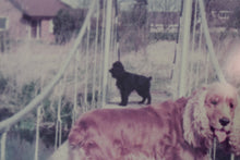 Load image into Gallery viewer, Vintage Framed Photograph of a Cocker Spaniel and Poodle