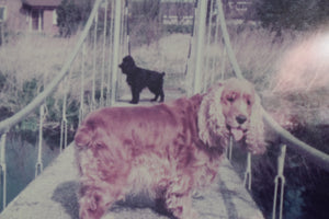 Vintage Framed Photograph of a Cocker Spaniel and Poodle