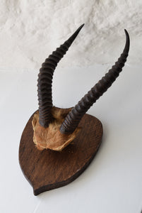 Antique Mounted Springbok Antelope Horns