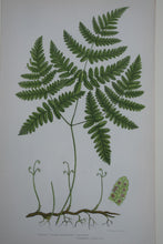 Load image into Gallery viewer, Framed Antique Botanical Prints of Ferns by Anne Pratt 1870