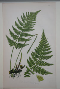 Framed Antique Botanical Prints of Ferns by Anne Pratt 1870