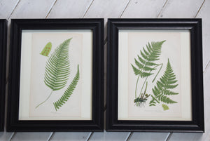Framed Antique Botanical Prints of Ferns by Anne Pratt 1870