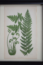 Load image into Gallery viewer, Antique Botanical Prints of Ferns Victorian set of 4