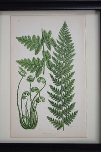 Antique Botanical Prints of Ferns Victorian set of 4