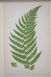 Antique Botanical Prints of Ferns Victorian set of 4