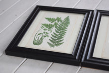 Load image into Gallery viewer, Antique Botanical Prints of Ferns Victorian set of 4