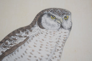 Antique Hand Coloured Owl Prints Framed