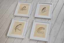 Load image into Gallery viewer, Antique Hand Coloured Owl Prints Framed
