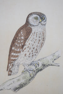Antique Hand Coloured Owl Prints Framed