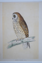 Load image into Gallery viewer, Antique Set Hand Coloured Owl Prints Framed 