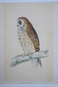Antique Set Hand Coloured Owl Prints Framed 