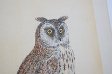 Load image into Gallery viewer, Antique Set Hand Coloured Owl Prints Framed 