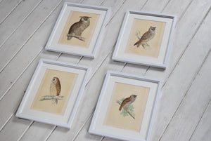 Antique Set Hand Coloured Owl Prints Framed 