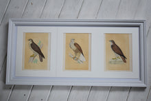Load image into Gallery viewer, Antique Framed Set of Three Buzzard Prints