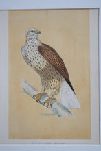 Load image into Gallery viewer, Antique Framed Set of Three Buzzard Prints