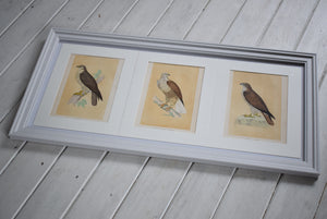 Antique Framed Set of Three Buzzard Prints