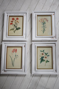 Vintage botanical Print Set in Shabby Chic Frames