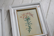 Load image into Gallery viewer, Vintage botanical Print Set in Shabby Chic Frames