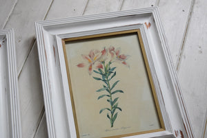 Vintage botanical Print Set in Shabby Chic Frames