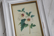 Load image into Gallery viewer, Vintage botanical Print Set in Shabby Chic Frames