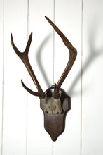 Load image into Gallery viewer, Deer Antlers