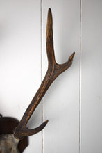 Load image into Gallery viewer, Deer Antlers