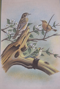 silk bird paintings