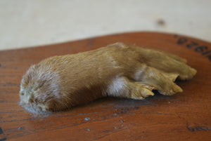 taxidermy otter paw mounted on to oak shield