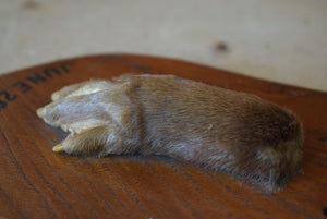 taxidermy otter paw mounted on to oak shield