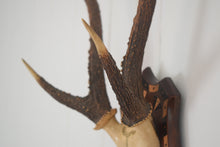 Load image into Gallery viewer, Six Point Deer Antlers