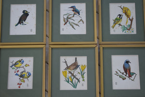 Vintage British Bird Watercolour Paintings